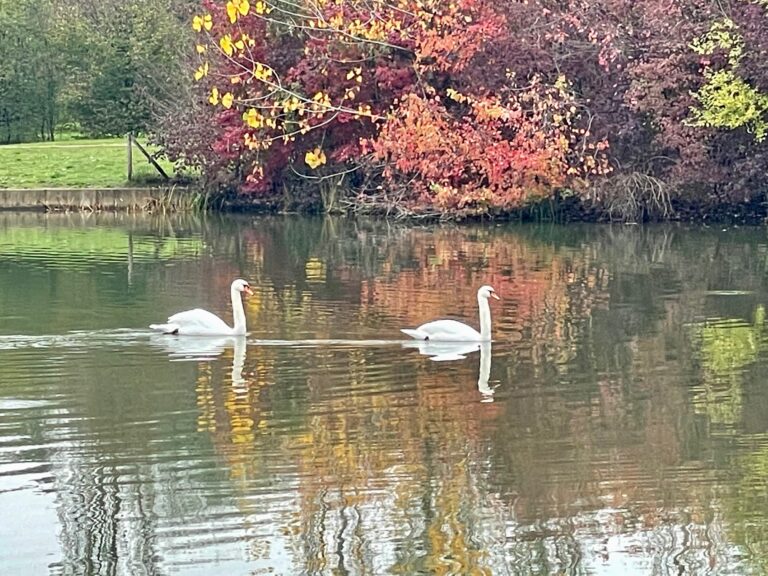 Due Cigni Arrivati Al Lago Niguarda Parco Nord Milano