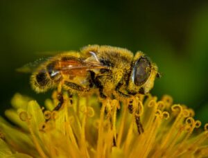Il Parco toglie il cemento e costruisce strade fiorite (per le api)