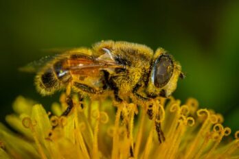 Il Parco toglie il cemento e costruisce strade fiorite (per le api)