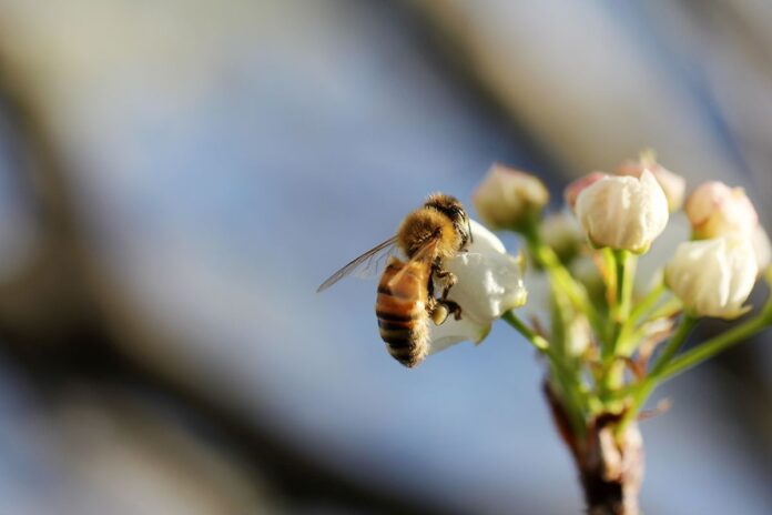 Al via gli incontri di apicoltura urbana. Diventa anche tu apicoltore.