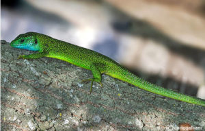 La biodiversità osservata dalle GEV lungo tutto il corso di un anno