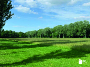 Le aree a prato naturale