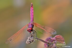 Gli insetti del Parco Nord: odonati e lepidotteri