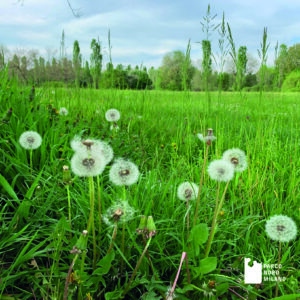 Iniziative sociali e ricreative al Parco