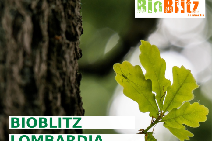 Torna il Bioblitz Lombardia