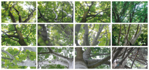 Dona un albero a chi ami