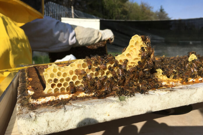 Il futuro del Pianeta: le api salvano l’umanità