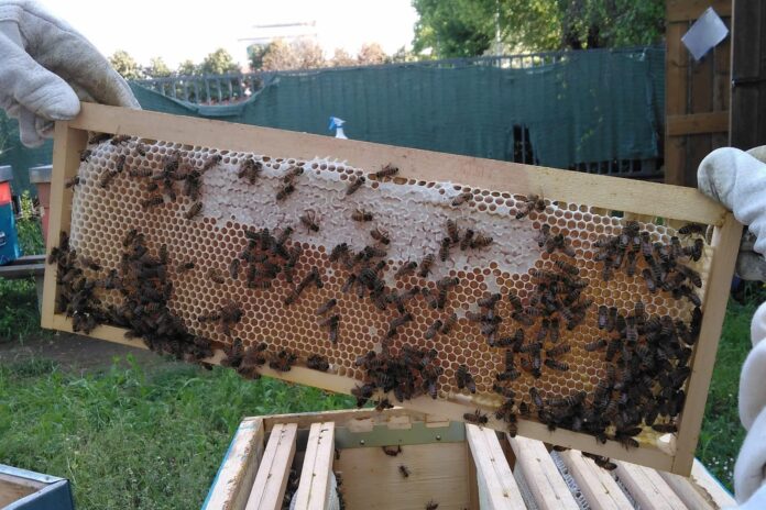 Mercoledì 8 novembre: Conoscere l’apicoltura urbana