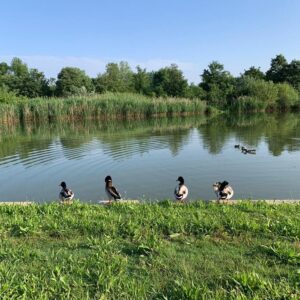 Campus all’Isola di Pasqua