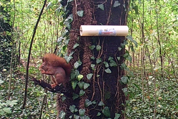Progetto di monitoraggio degli scoiattoli del Parco Nord Milano