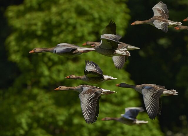 Domenica 15 ottobre: World Migratory Bird Day