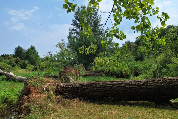 Perché gli alberi caduti restano al Parco?