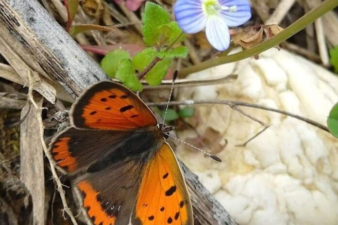 Domenica 6 ottobre: Caccia alla biodiversità