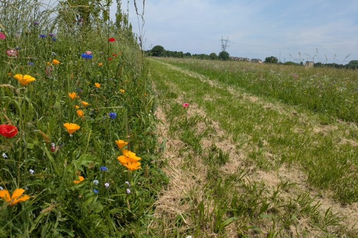 Join Nature. Nuove Apistrade per gli impollinatori del Parco