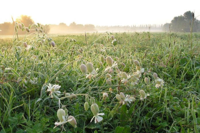 LA CURA E’ UN ATTO NATURALE