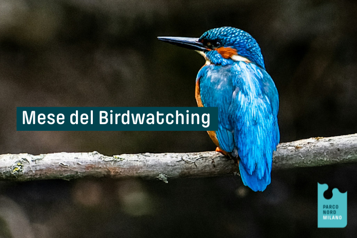 Mese del Birdwatching