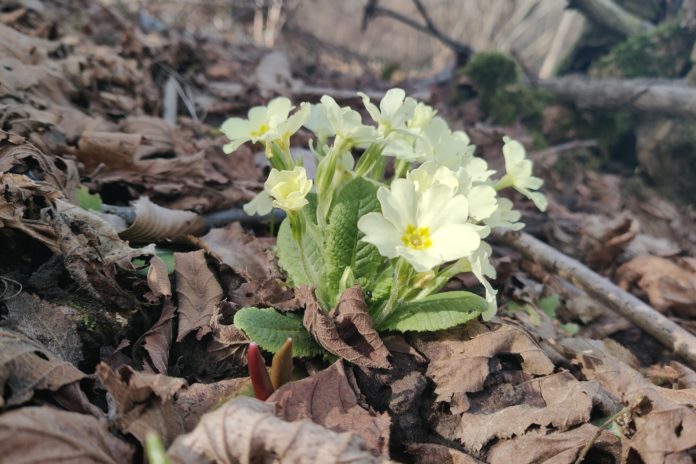 Ben tornata Primavera!